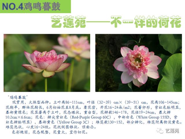 名贵荷花十大品种，最大的荷花品种排行榜