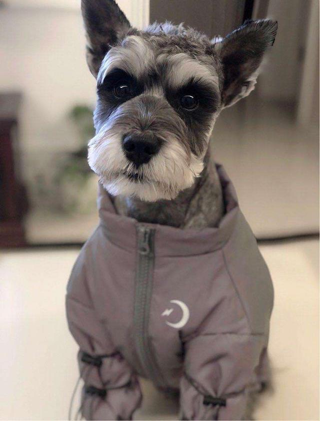 雪纳瑞怎么好养，主人做好这7点