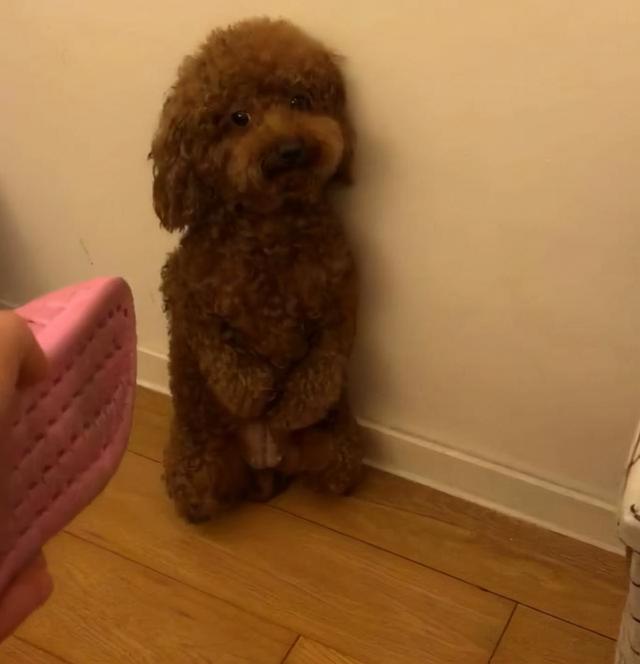 公认最温顺的七种狗你家上榜了吗，狗狗温顺度排行榜：这7种狗狗