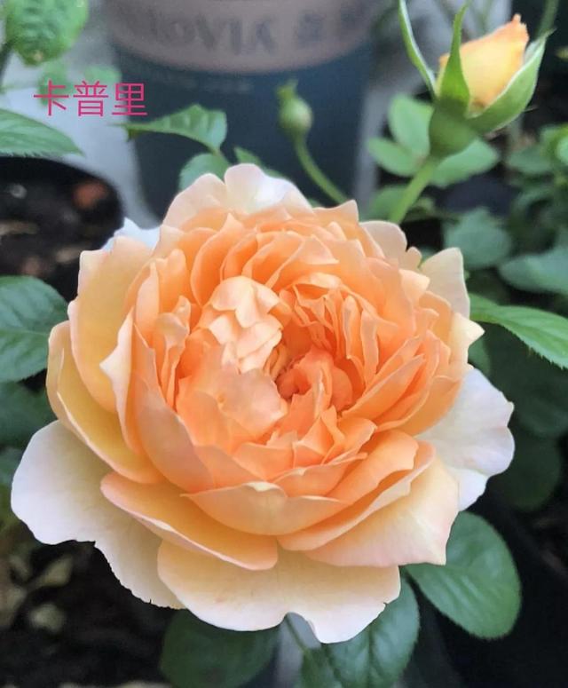 切花月季哪几个品种比较好，常见切花月季一览