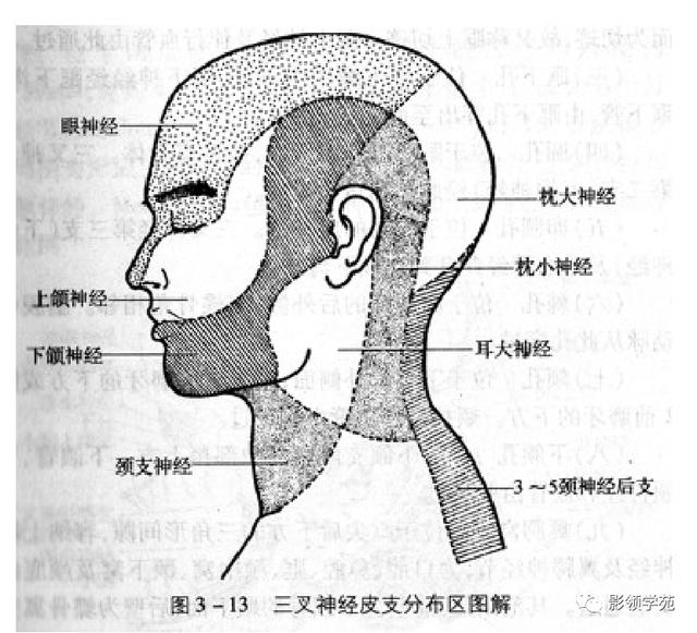 面部血管分布图，三叉神经分支及面部分布规律（玻尿酸怎么打，才会避免栓塞呢）