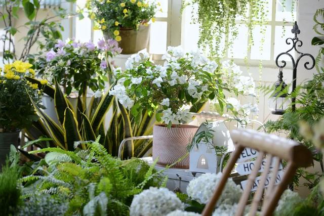 法式花园如何欣赏，海妈花园访问阳台花园满分案例