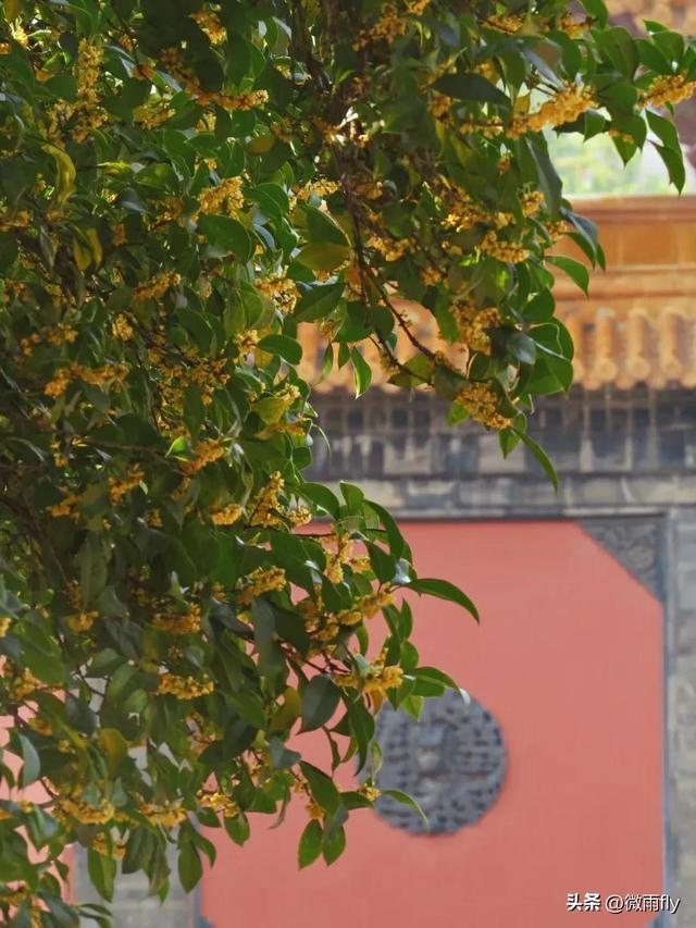 南京初秋7个赏桂花打卡地，南京赏桂花