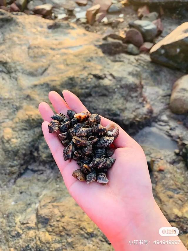 洞头冬天还能不能赶海，天气这么好去洞头赶海啊