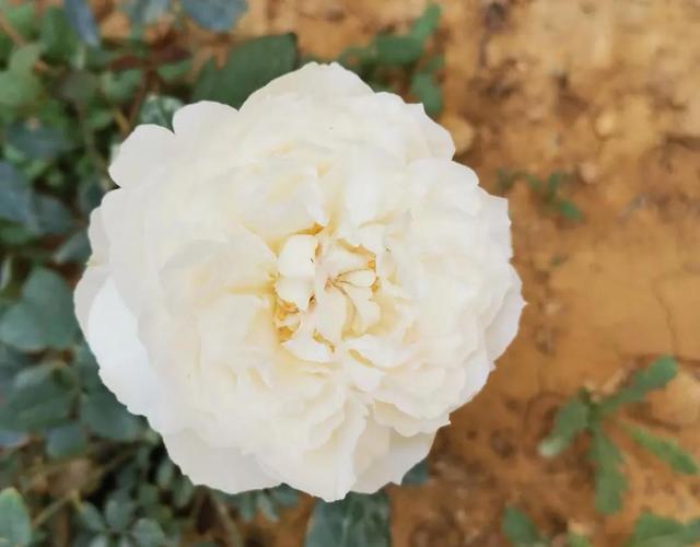 格桑花是什么意思，格桑花是什么意思代表什么（明明那么眼熟的路边花）