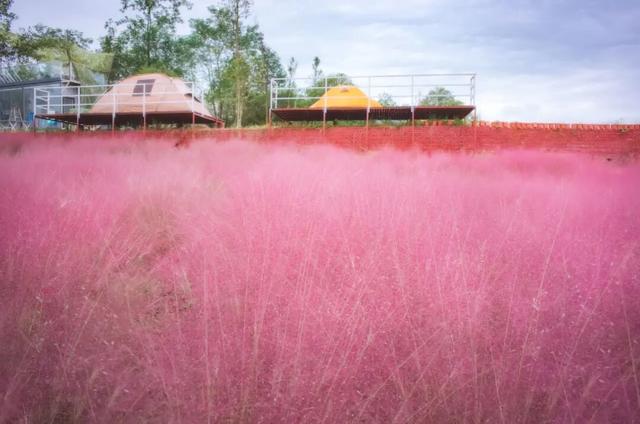 粉黛草向日葵彼岸花海...成都有多少惊喜，粉黛花海花期50天