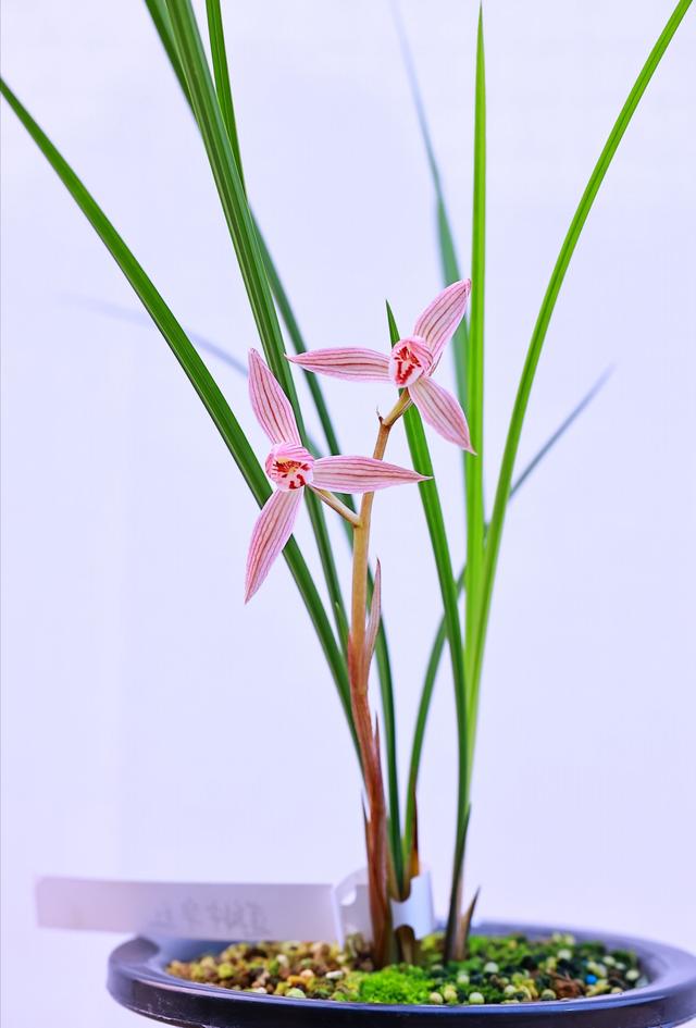 莲瓣，莲瓣兰珍荷