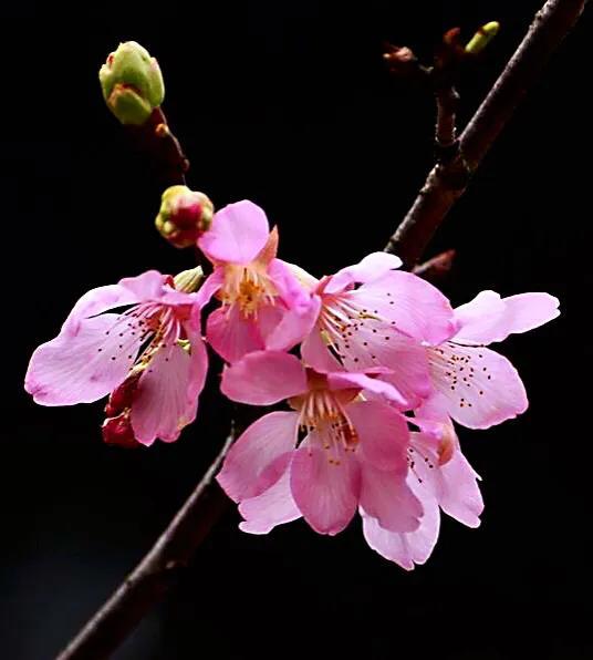 樱花花期说明图，樱花什么时候开花