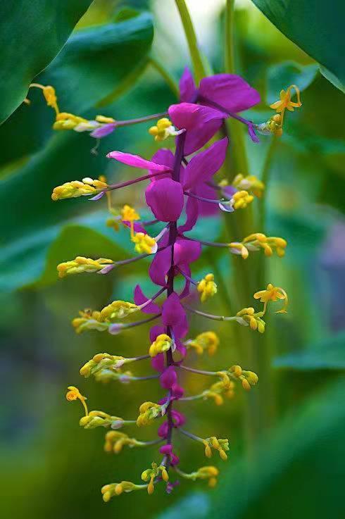 奇花异草160种，25种奇花异草第1集