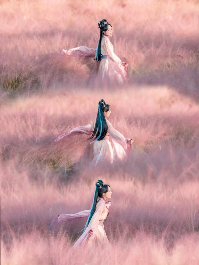 粉黛草向日葵彼岸花海...成都有多少惊喜，粉黛花海花期50天