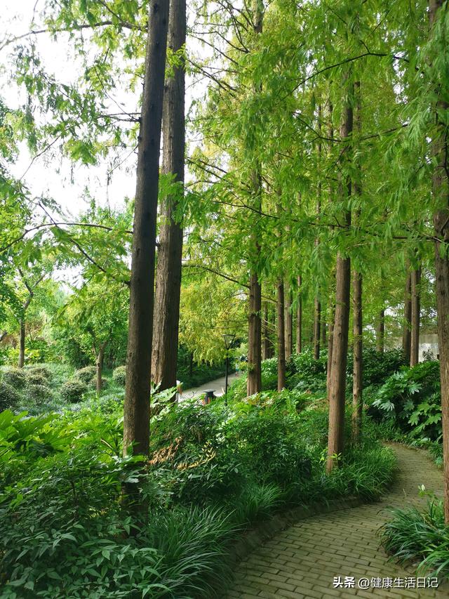 上海最值得徒步的路线，徒步上海普陀区甘泉公园