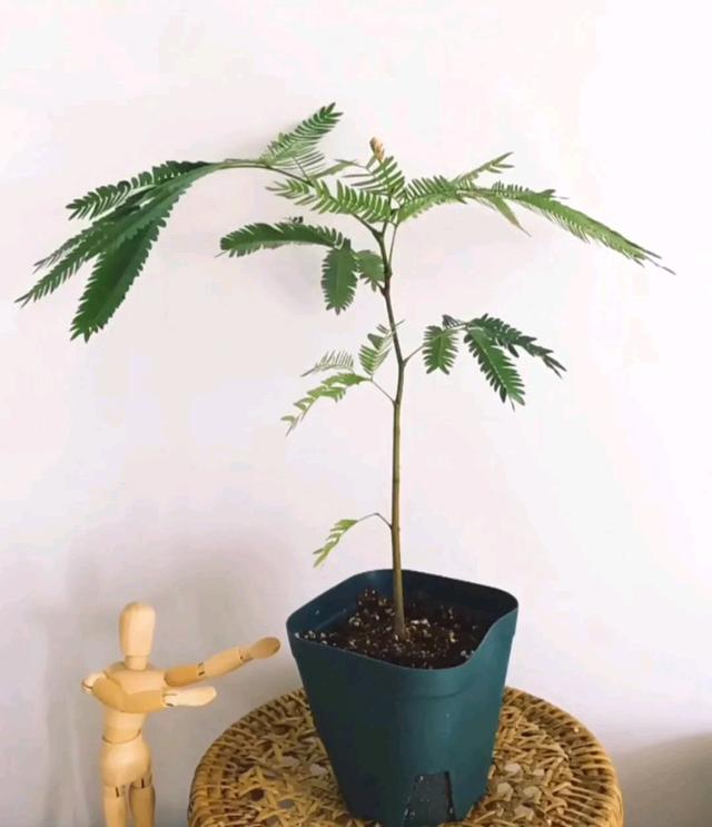 花期长的网红植物，年年是“开花机器”