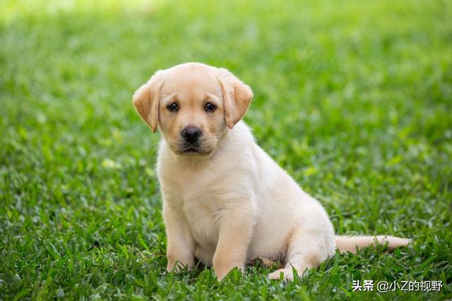 拉布拉多寻回犬，拉布拉多犬寻回犬的优点和缺点