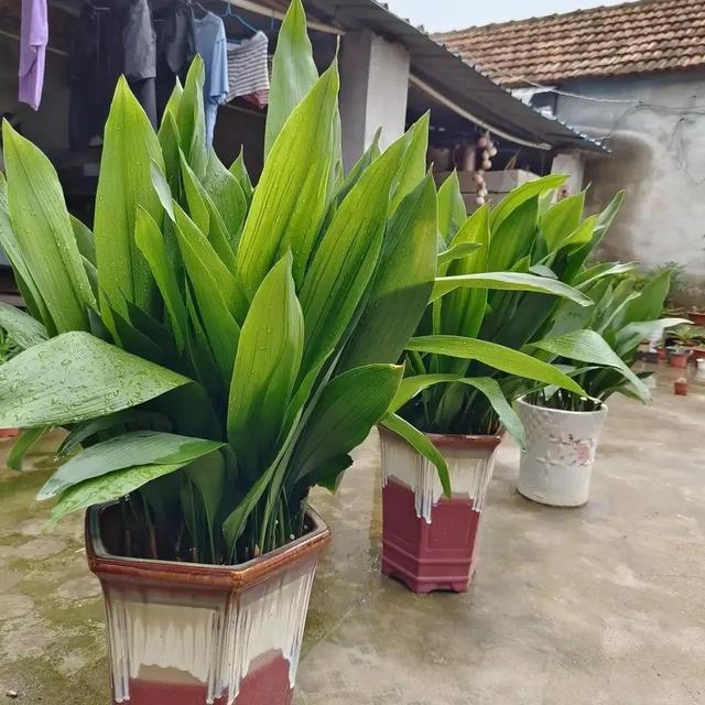 能净化空气的花卉，十种能净化空气吸收甲醛的花卉