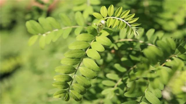唯一灭绝的植物，10种历史悠久的植物及其灭绝的原因