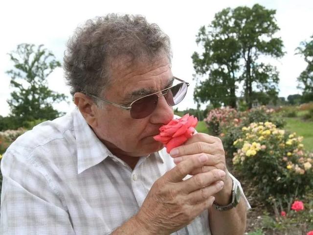 粉色龙沙宝石月季，粉色龙沙宝石和什么月季搭配好看（粉色的龙沙宝石复花了）