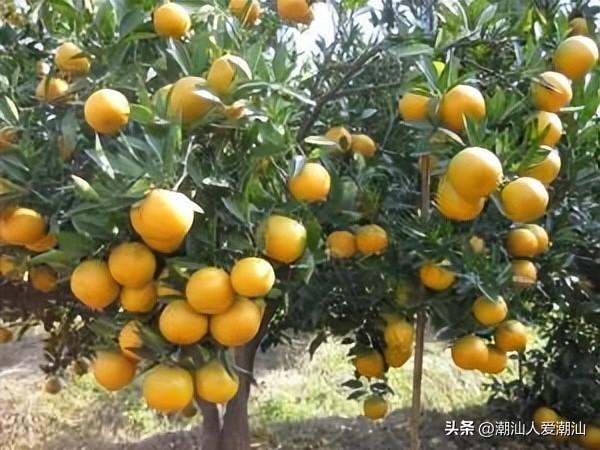 潮汕地区特有的甘草水果，潮汕地区种植的十大水果