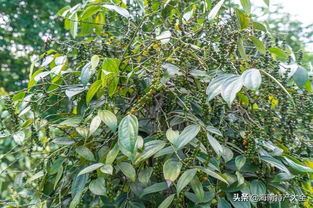 胡椒收购价格行情，海南胡椒收购价格行情