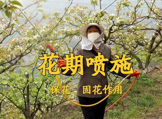 磷酸二氢钾的用途及注意事项，磷酸二氢钾喷施很简单