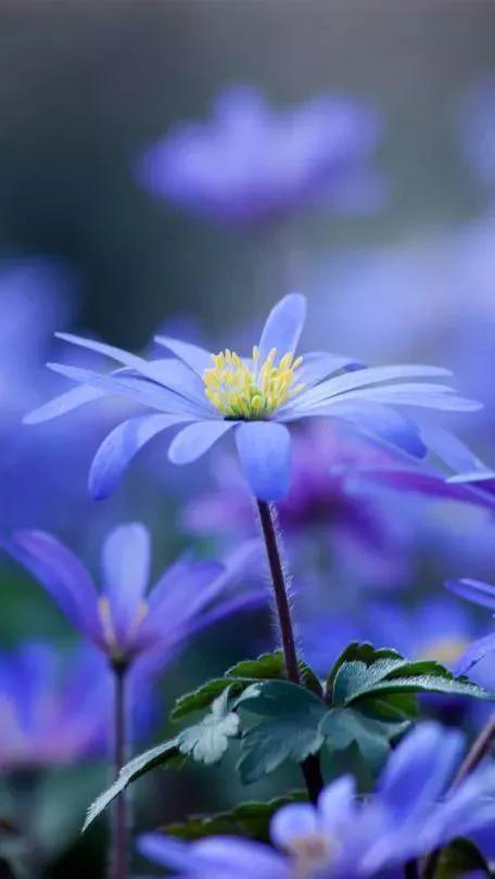 各种最好看的鲜花，分享40多种美丽的鲜花