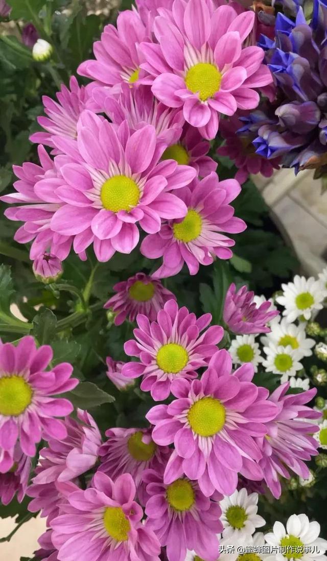 精美高清鲜花壁纸，漂亮鲜花送给您