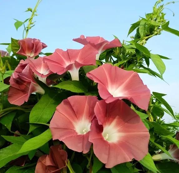 做梦也没想到牵牛花能开成这个样子，斗牛牛心脏（周公解梦：梦见这四种花草）