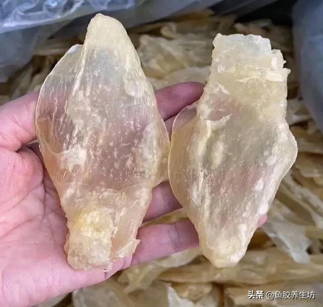 人工合成鱼胶图片，合成鱼胶怎么分辨