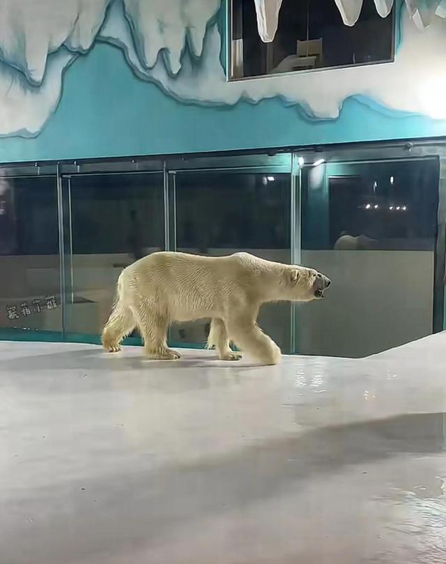 哈尔滨海洋极地馆，哈尔滨极地海洋馆内部（哈尔滨极地公园·极地馆）