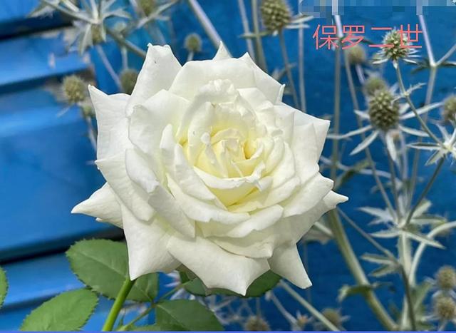 切花月季哪几个品种比较好，常见切花月季一览