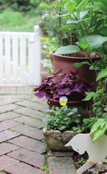 角堇从种子到开花，小花园年年增加的植物--角堇