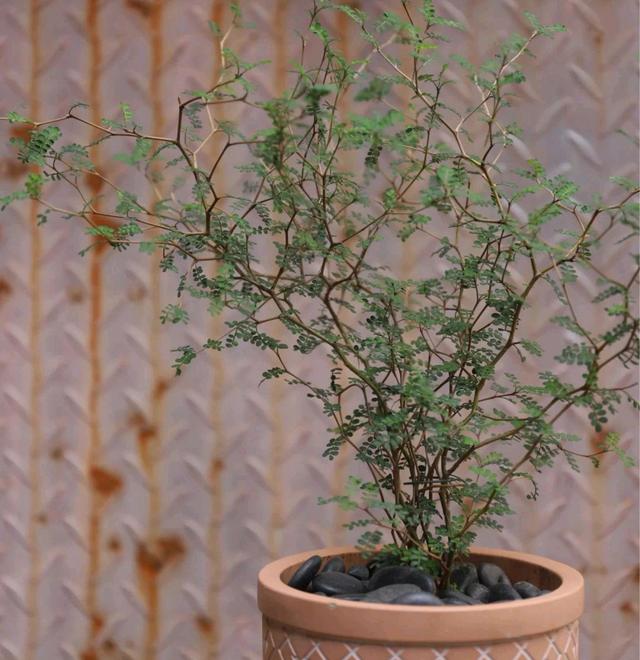 花期长的网红植物，年年是“开花机器”