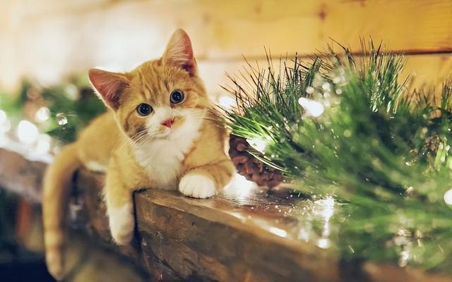 猫咪也有智商高低吗，猫咪智商高有这几个表现