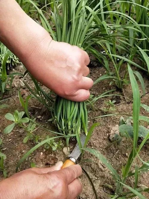 野韭菜和野蒜，这类野菜叫“野韭菜”还是大脑瓜