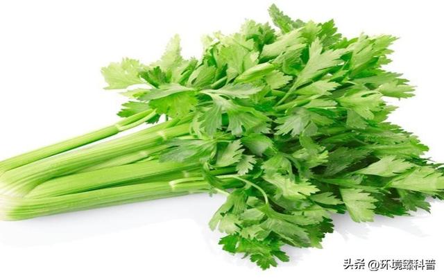 水芹糖尿病(芹菜糖尿病患者能吃吗)