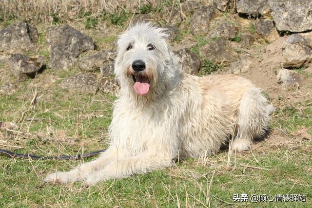 聪明的中大型犬品种，服从性最高的5种中大型犬