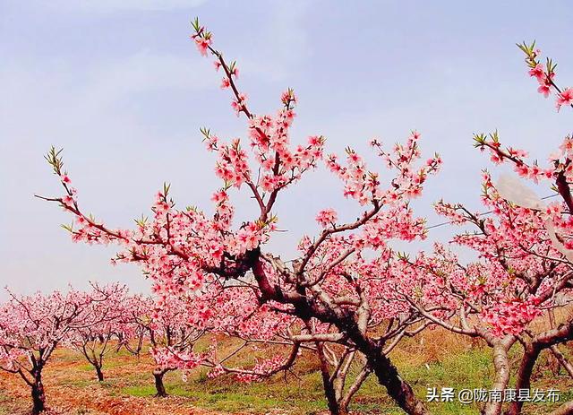 明月山景区有哪些景点，康县名山之明月山