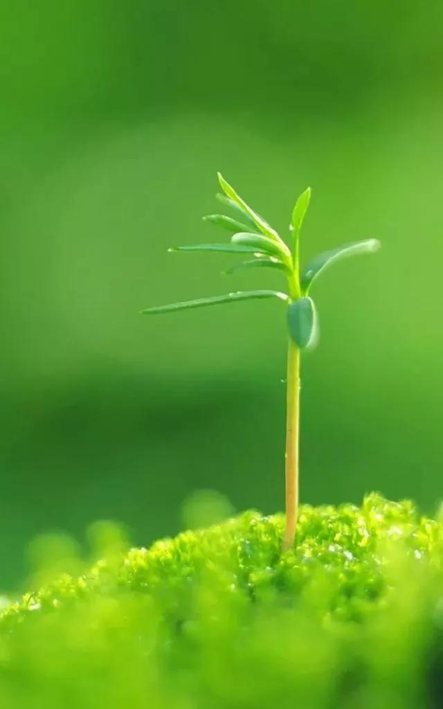 多种创意及超高清手机壁纸绿色，高清绿色系手机壁纸推荐