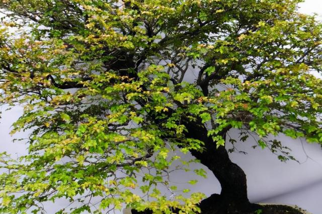 小叶紫檀盆景图片，小叶紫檀盆景养护技巧（盆景首选小叶紫檀）