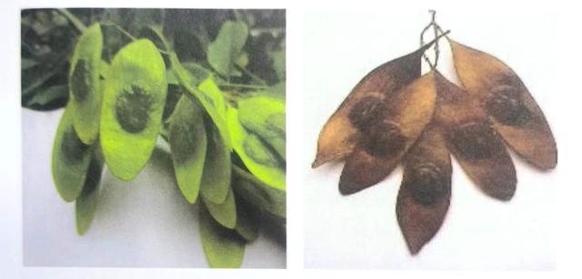 海南黄花梨种植全过程，野生黄花梨已近灭绝