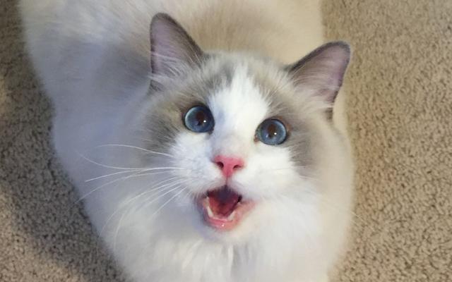 布偶猫的几种性格特征，纯种“布偶猫”的6大特征
