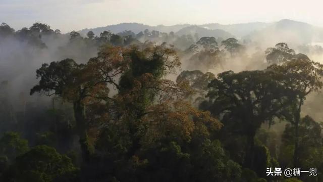 世界上最奇妙的植物，以捕猎、诱惑、暴力等各种方式生存着