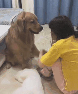 世界上最聪明的狗狗十大排名，盘点那些聪明的狗狗