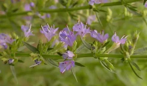 雅芳止汗露新包装，九款止汗露测评