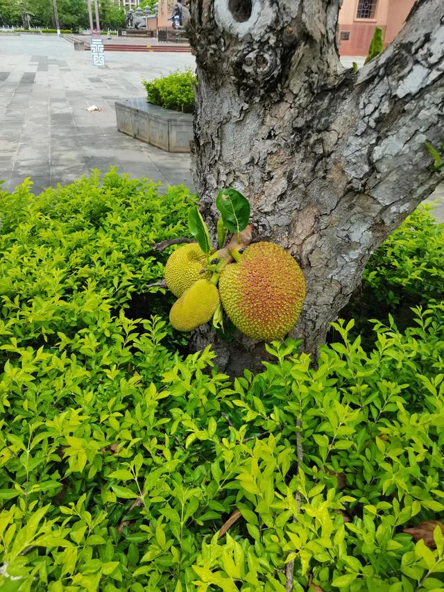 菠萝是热带水果吗，菠萝蜜属于热带水果么（这样做香甜可口不“扎嘴”）