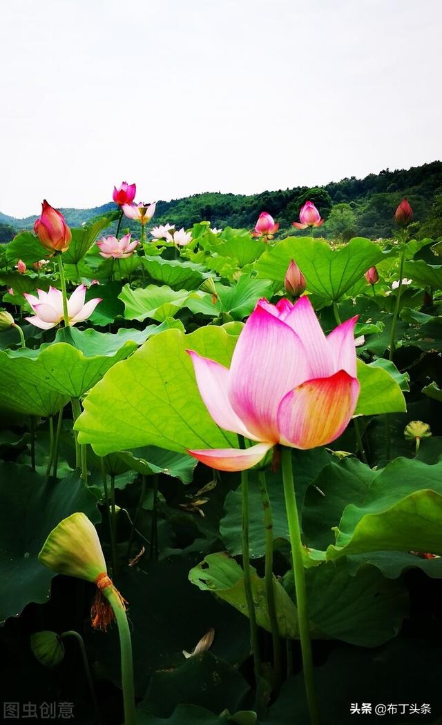 荷花诗词诗句，咏荷花诗词十四首