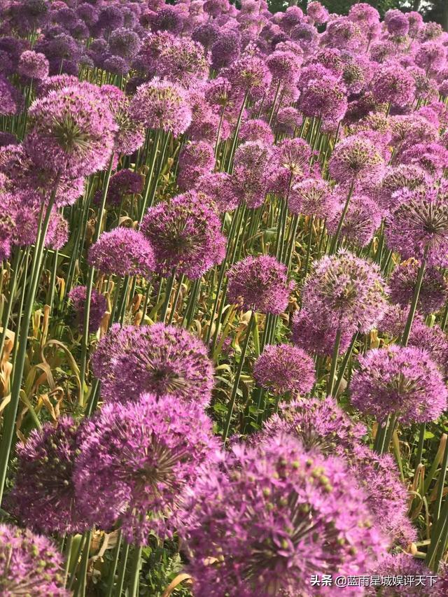 北京郁金香花海在哪个地方，京城踏青春花烂漫