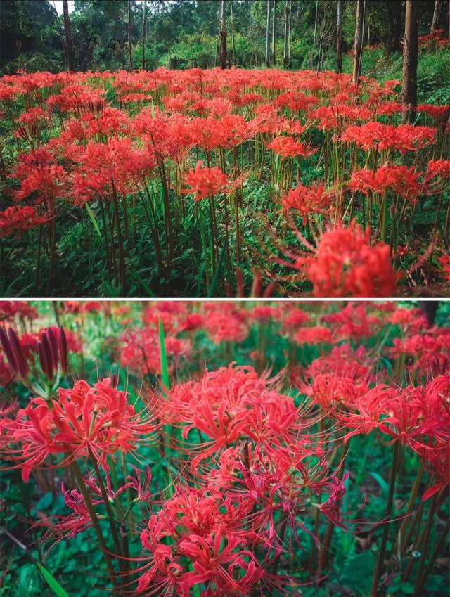 粉黛草向日葵彼岸花海...成都有多少惊喜，粉黛花海花期50天