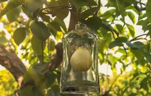 五粮液永不分梨，五粮液永不分梨口感如何（五粮液“永不分梨”）