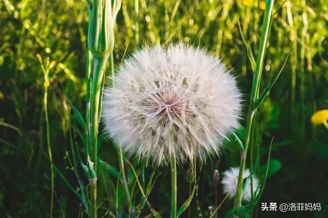 有关敬畏生命的小故事，民间故事：忠义黄大仙