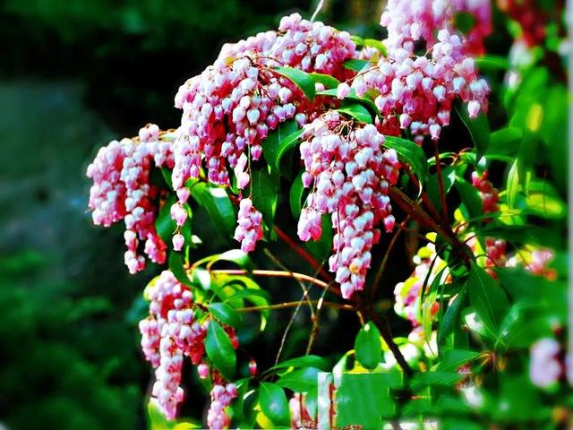 马醉木好不好养，马醉木及其品种介绍